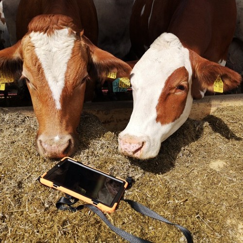 Zwei Kühe, die auf eine Handy schauen