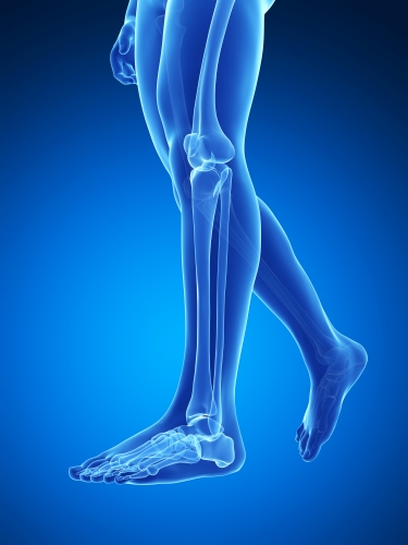 Visualisierung eines menschlichen Beinskeletts