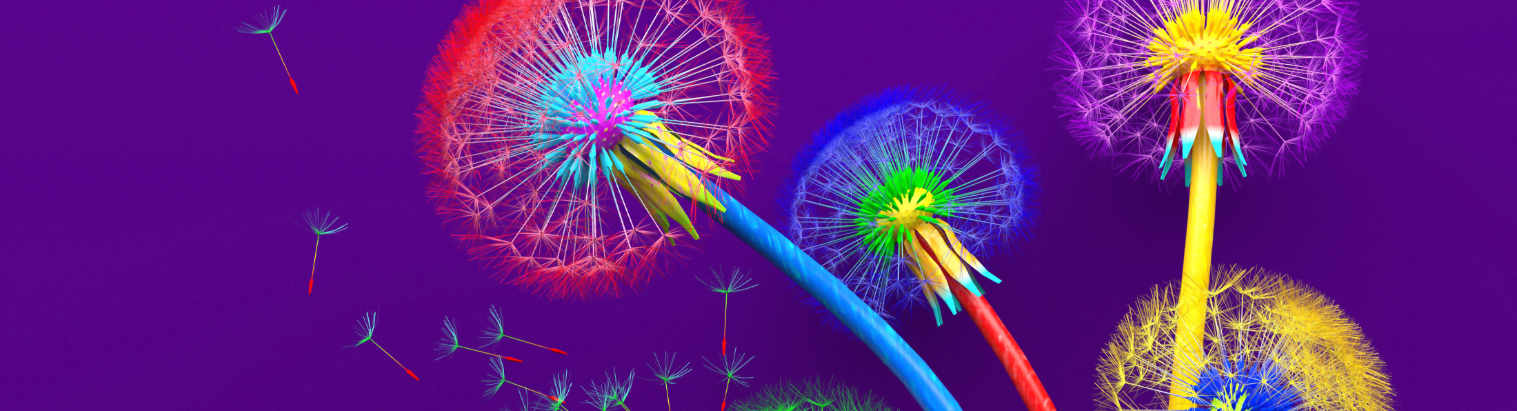 Bunte Pusteblumen auf violettem Hintergrund