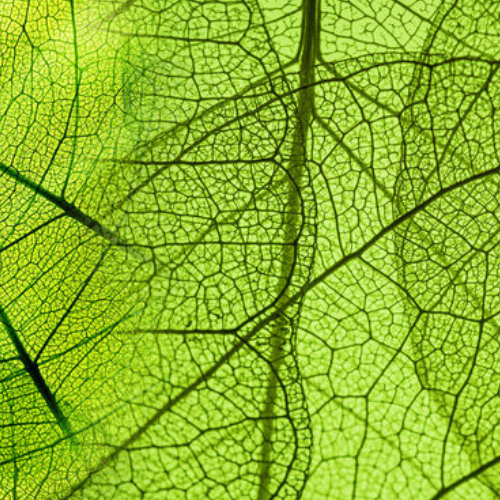 Grüne Blattwerktextur