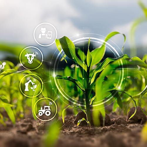Detailansicht einer Maispflanze mit Icons, die verschiedene Hilfsmittel in der Landwirtschaft symbolisieren