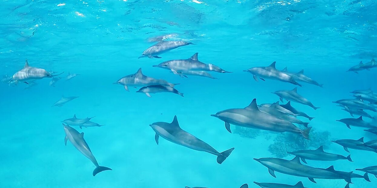 Eine Gruppe unter Wasser schwimmender Delphine