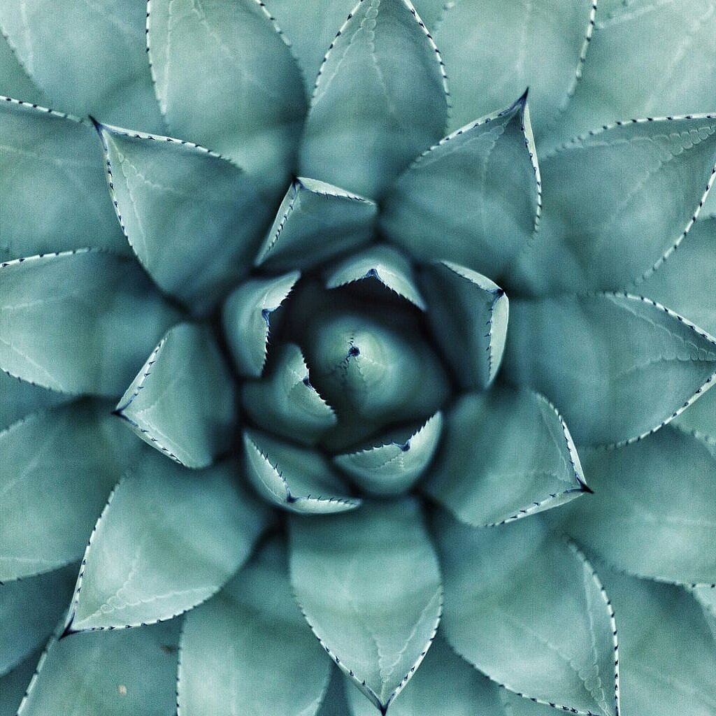 Nahaufnahme einer Sukkulente