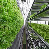 Gewächshaus mit Pflanzen auf Tischen, Regalen und vertikal bepflanzten Wänden