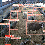 Bildschirmansicht einer Schafherde mit digitalem Infos zu jeden Tier