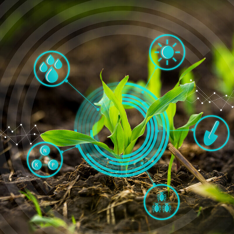 In der Mitte steht eine junge Pflanze, drumherum sind Symbole für zum Beispiel Wasser, Sonne oder Insekten eingezeichnet die mit Linien mit der jungen Pflanze verbunden sind.