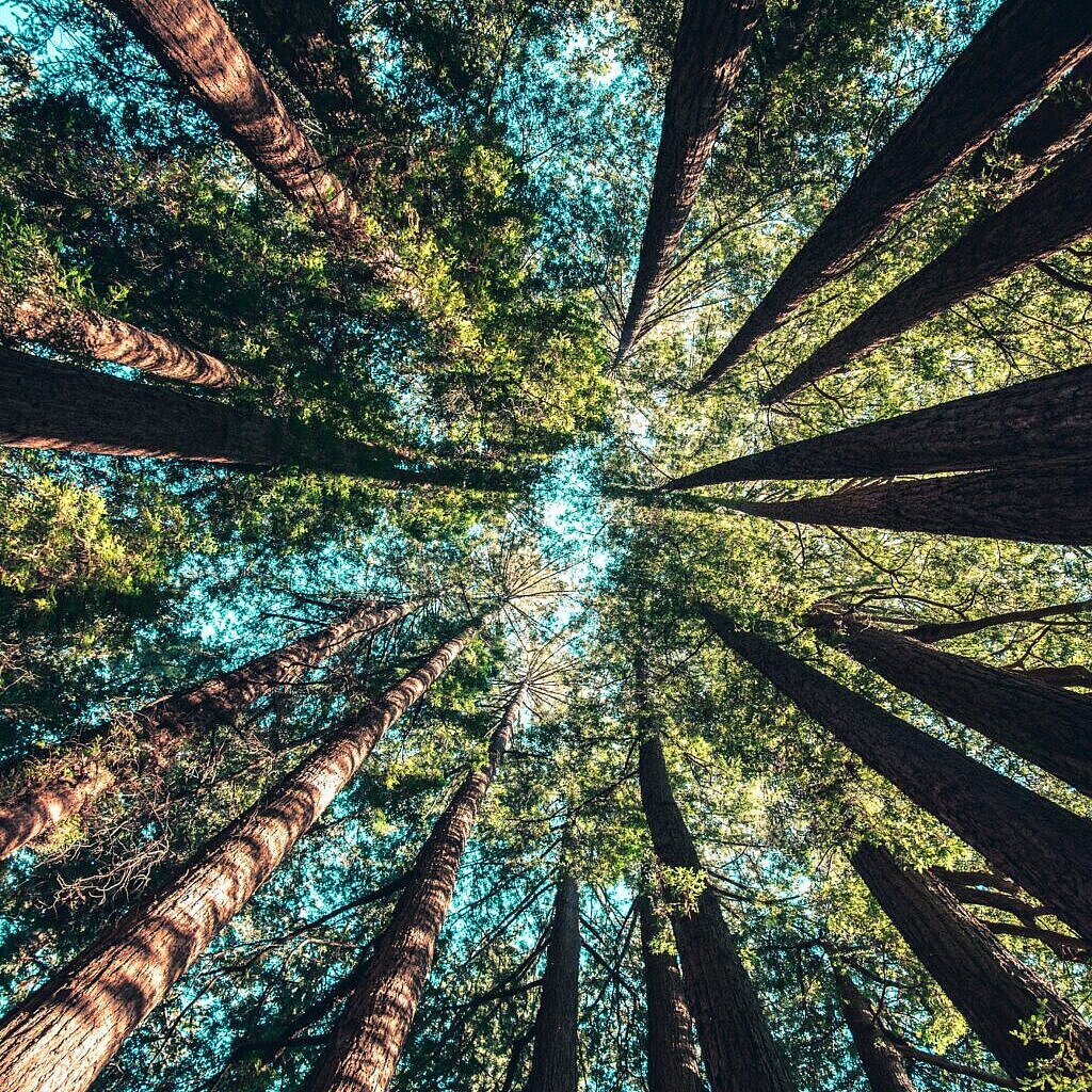 Wald mit blauem Himmel