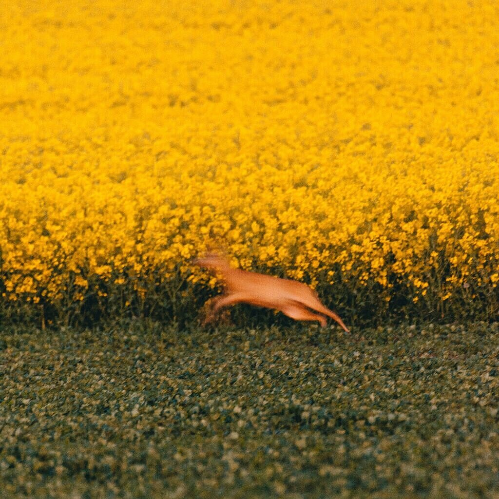 Reh vor einem Rapsfeld