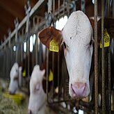 Kühe in einem Stall