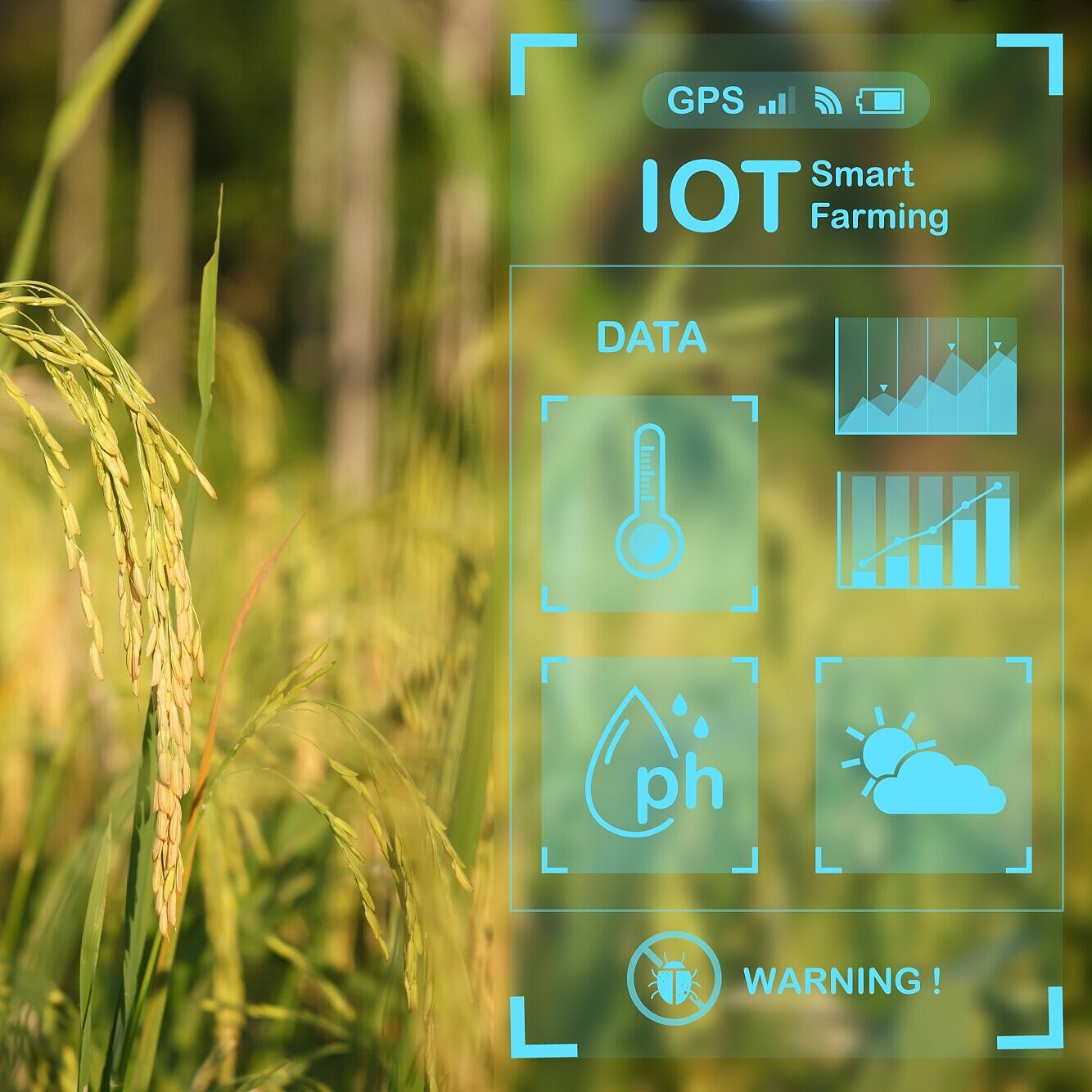 Reisfeld mit smart agriculture farming AOT