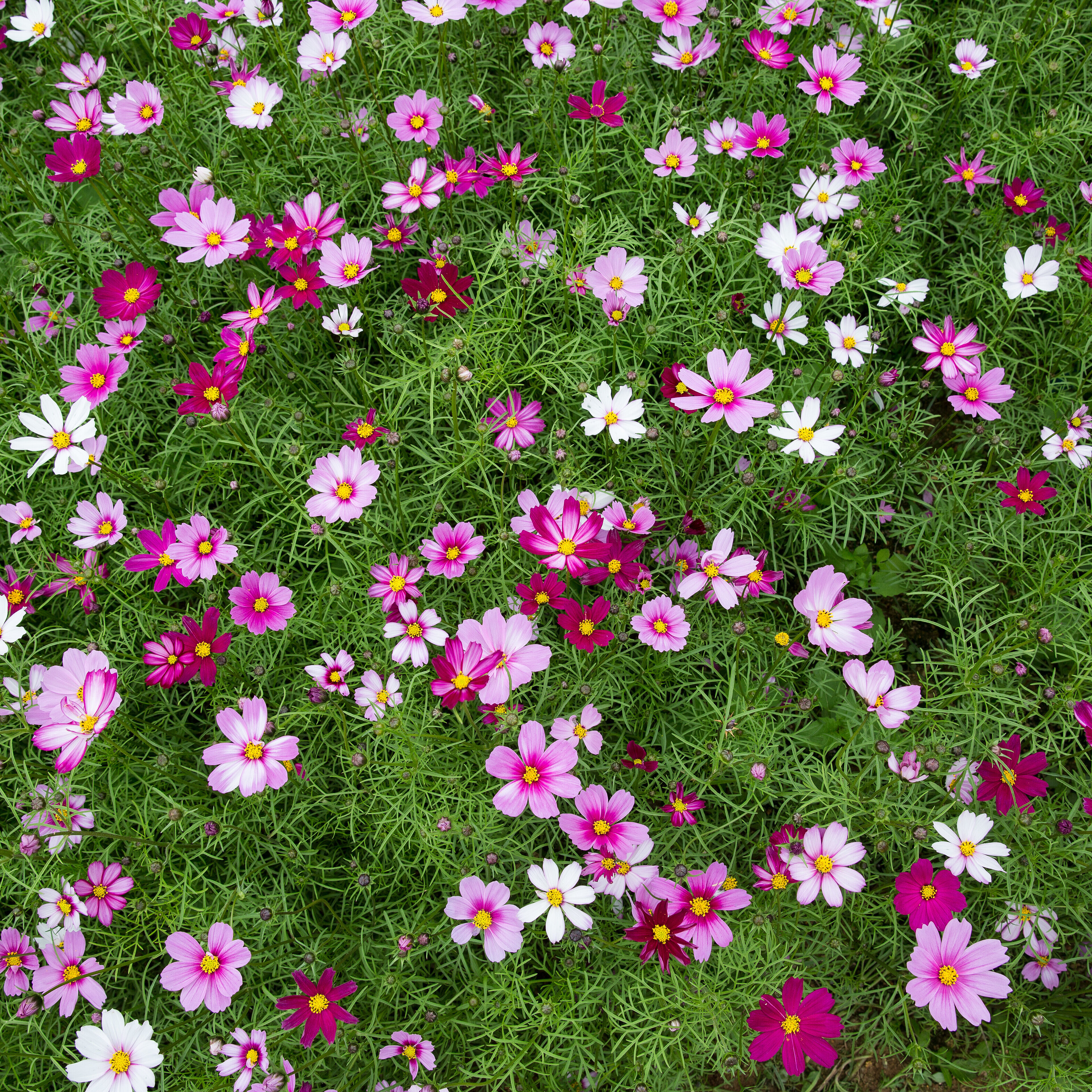 Eine Frühlinsblumenwiese mit lila und pinkfarbenen Blumen, aufgenommen aus der Vogelperspektive. 