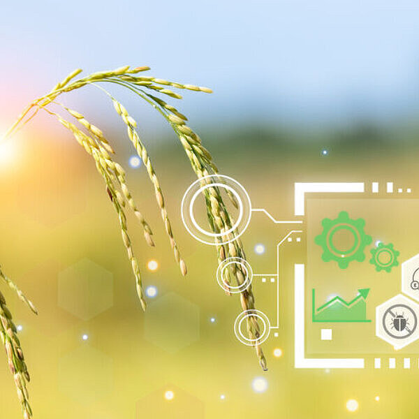 Dieses Bild zeigt Getreide mit Symbolen