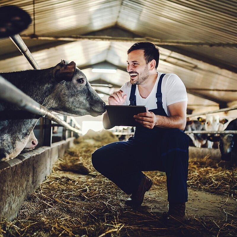 Ein Bauer kniet Lachend im Stall neben einer Kuh und hält ein Tablet in der Hand. 
