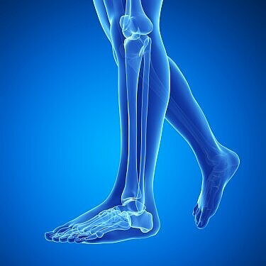 Visualisierung eines menschlichen Beinskeletts