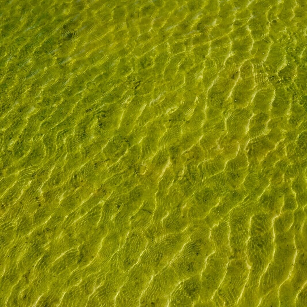Wasser auf grünem Grund