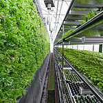 großes Gewächshaus, bei dem sowohl in der Mitte als auch an den Wänden Pflanzen gezogen werden.